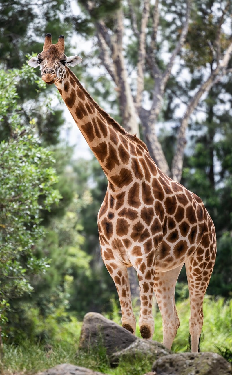 Serengeti National Park